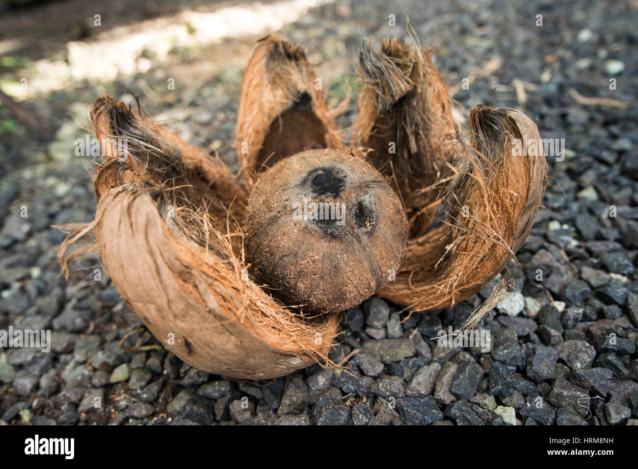 coconut in a husk Stock Photo Alamy