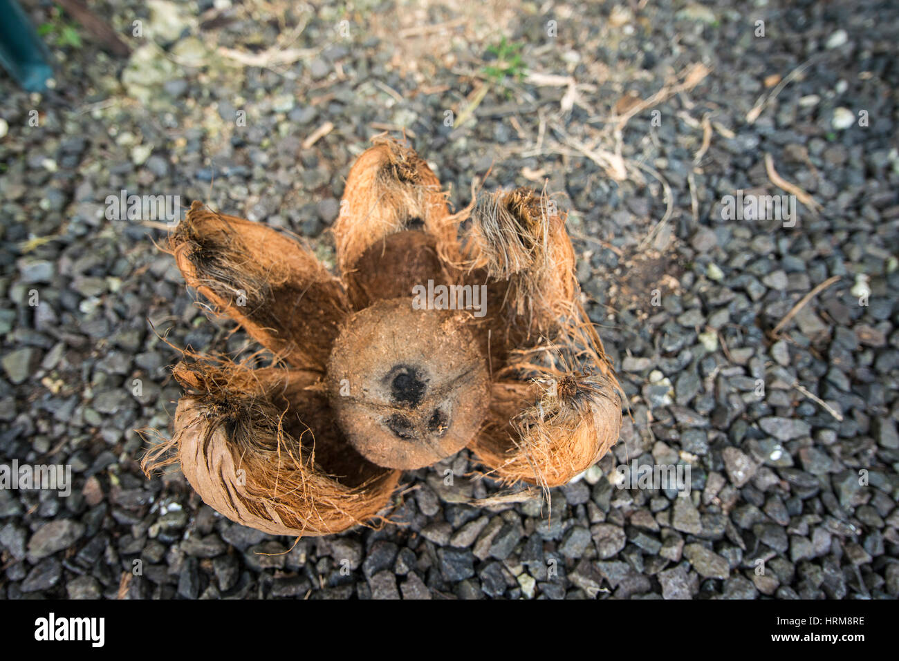 coconut in a husk Stock Photo Alamy