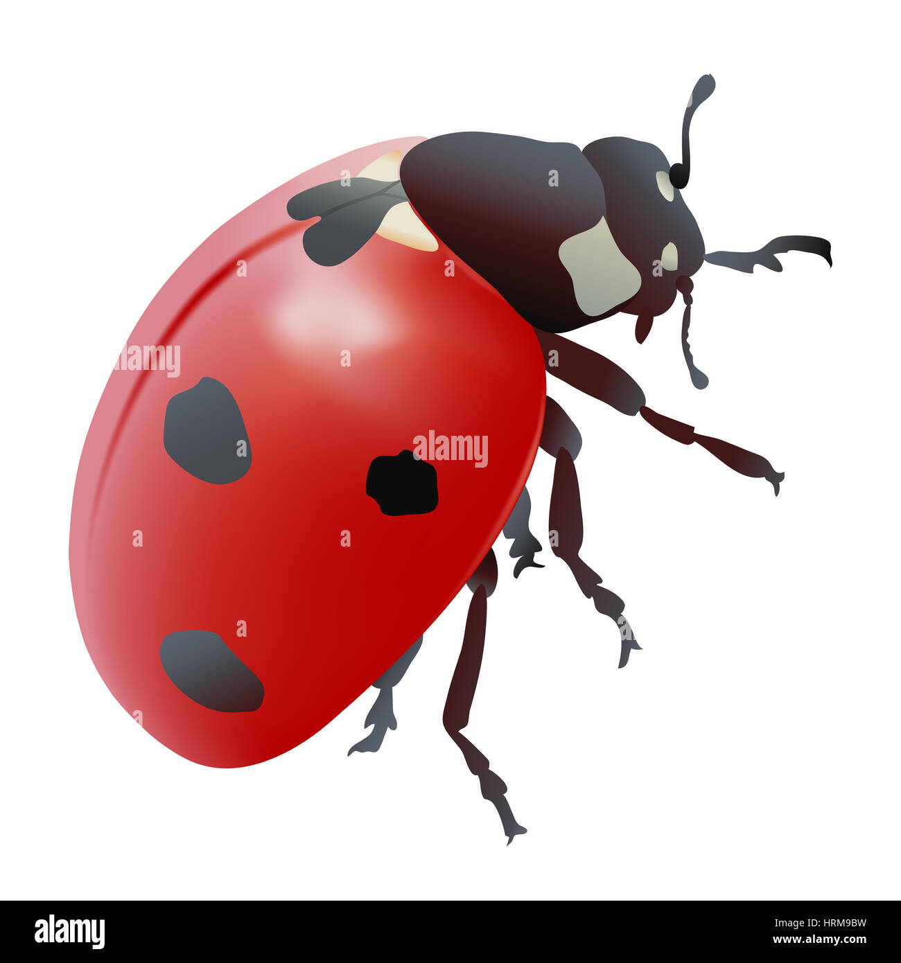 Ladybug. Hand drawn digital illustration on white background Stock ...