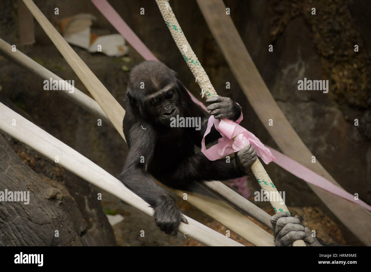 Pink gorilla hires stock photography and images Alamy
