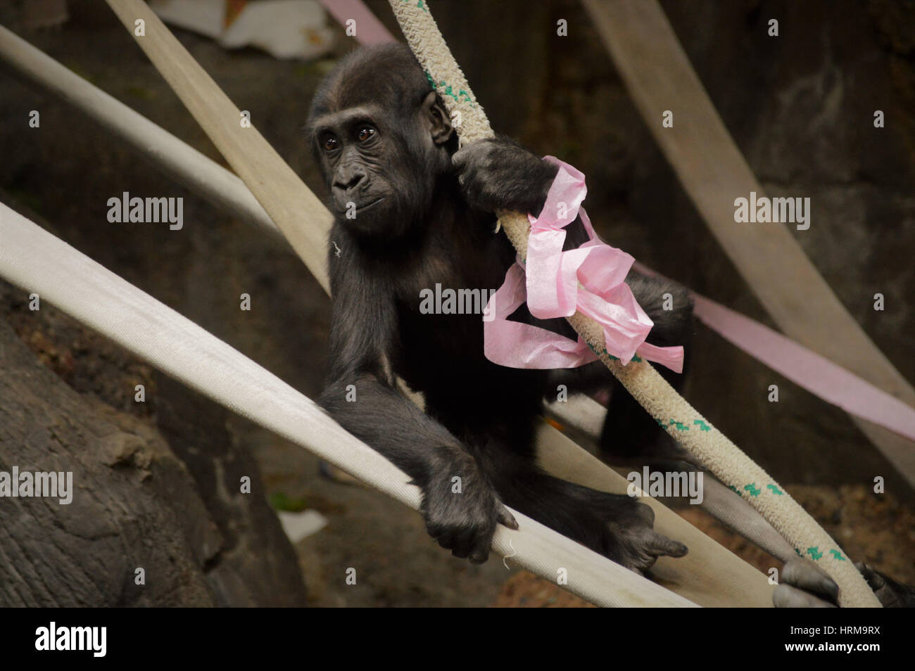 Pink gorilla hires stock photography and images Alamy