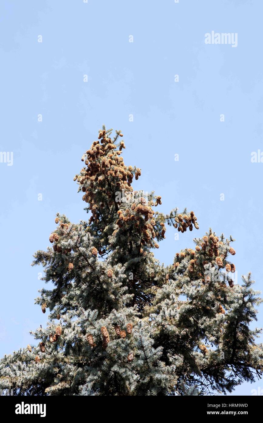 tree branch with needles and cones Stock Photo - Alamy