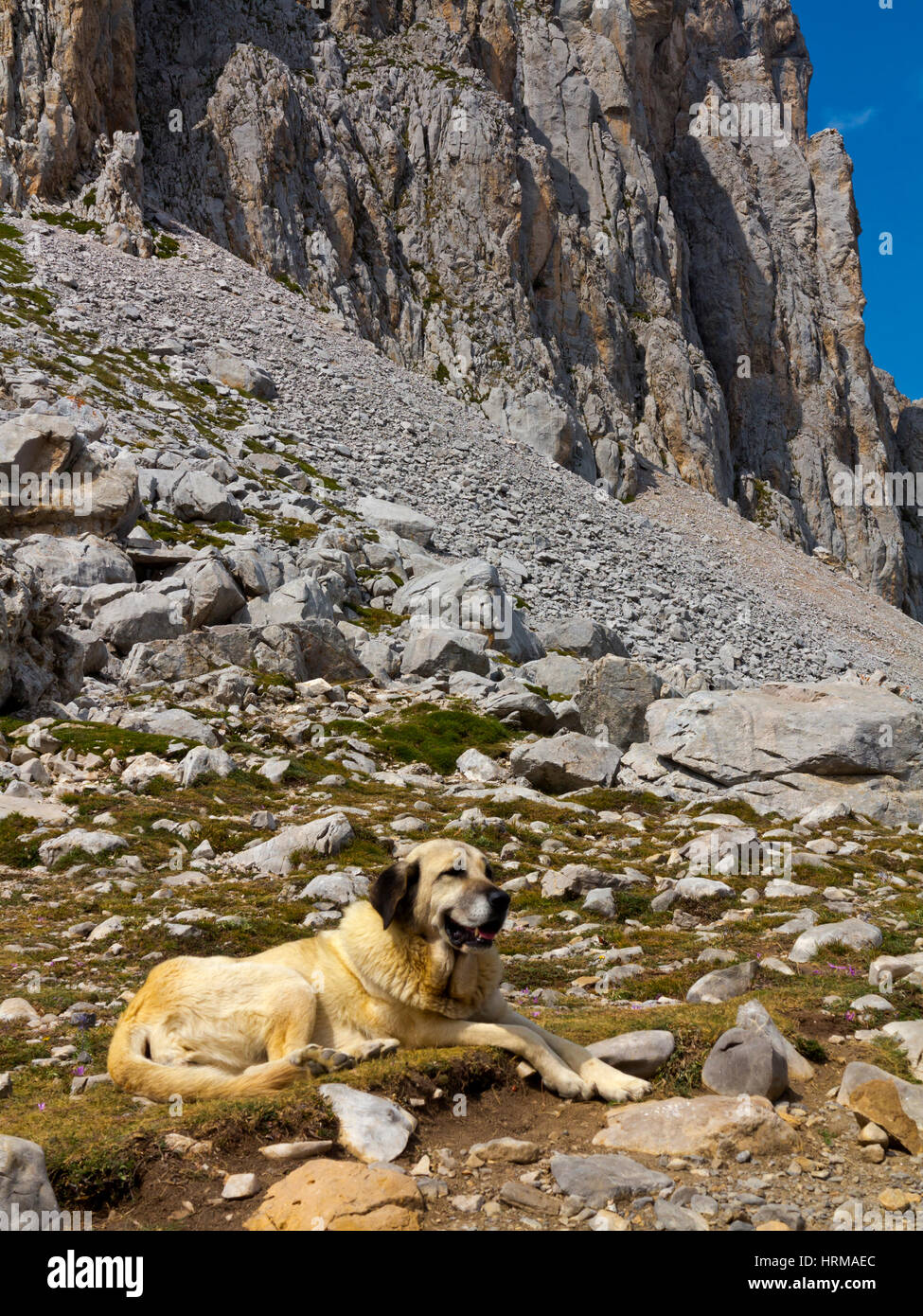 Mountain dog used to protect livestock in the Picos De Europa National