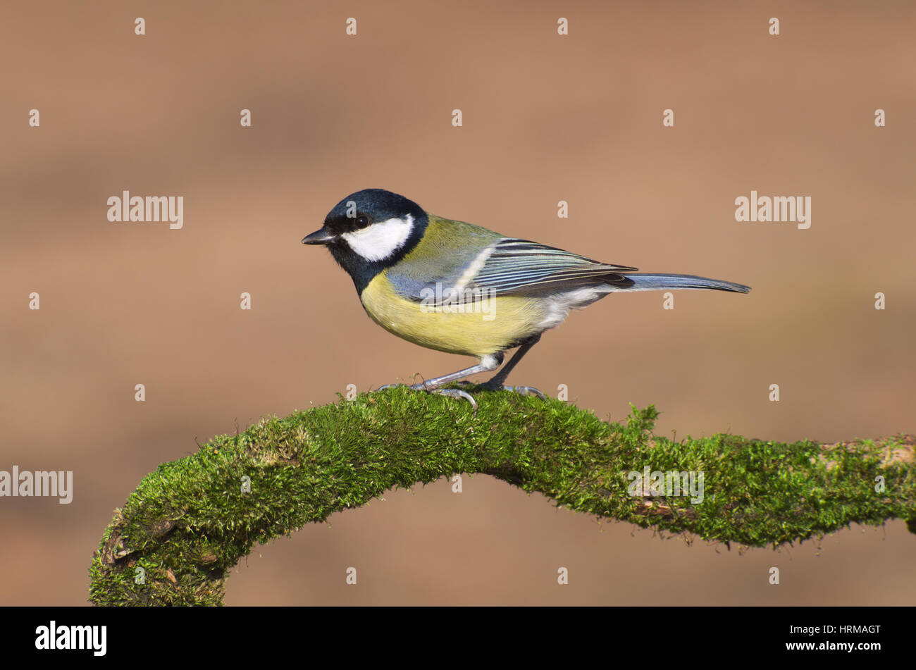 Great tit (Parus major) bird standing on a sprig covered of green moss Stock Photo