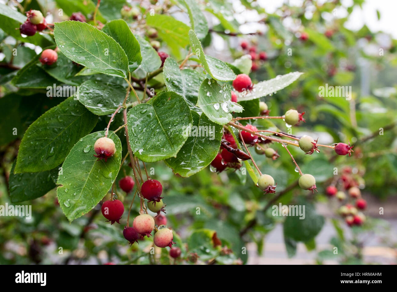 Crab apple tree branch after the rain Stock Photo Alamy