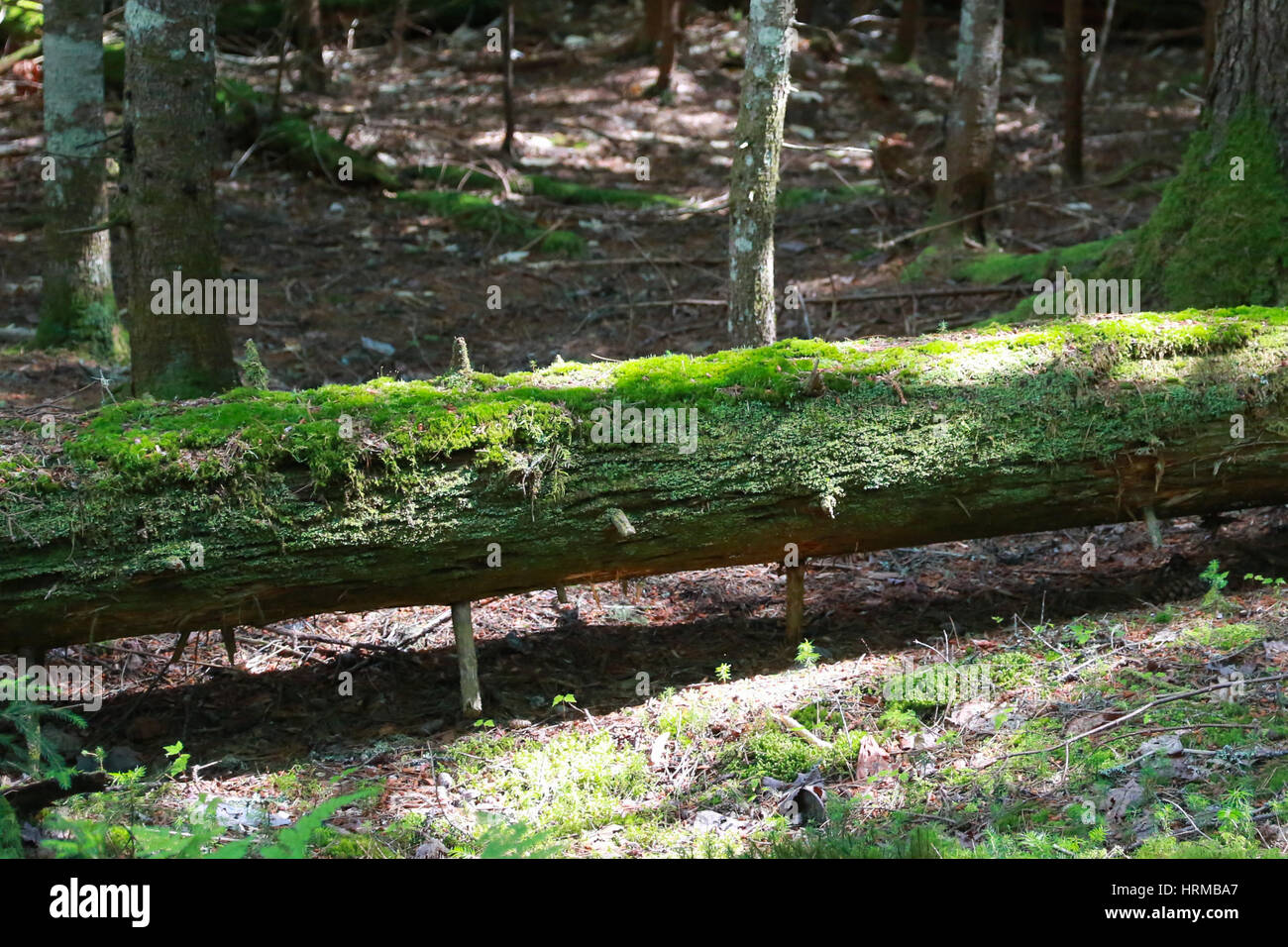 Moss-covered deadfall in Lily Bay State Park on the eastern shore of magnificent Moosehead Lake Stock Photo