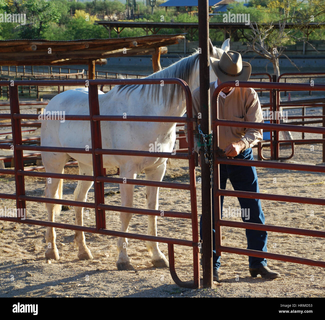 Cowboy at corral ; Tanque Verde Ranch, Tuscon, AZ USA Stock Photo
