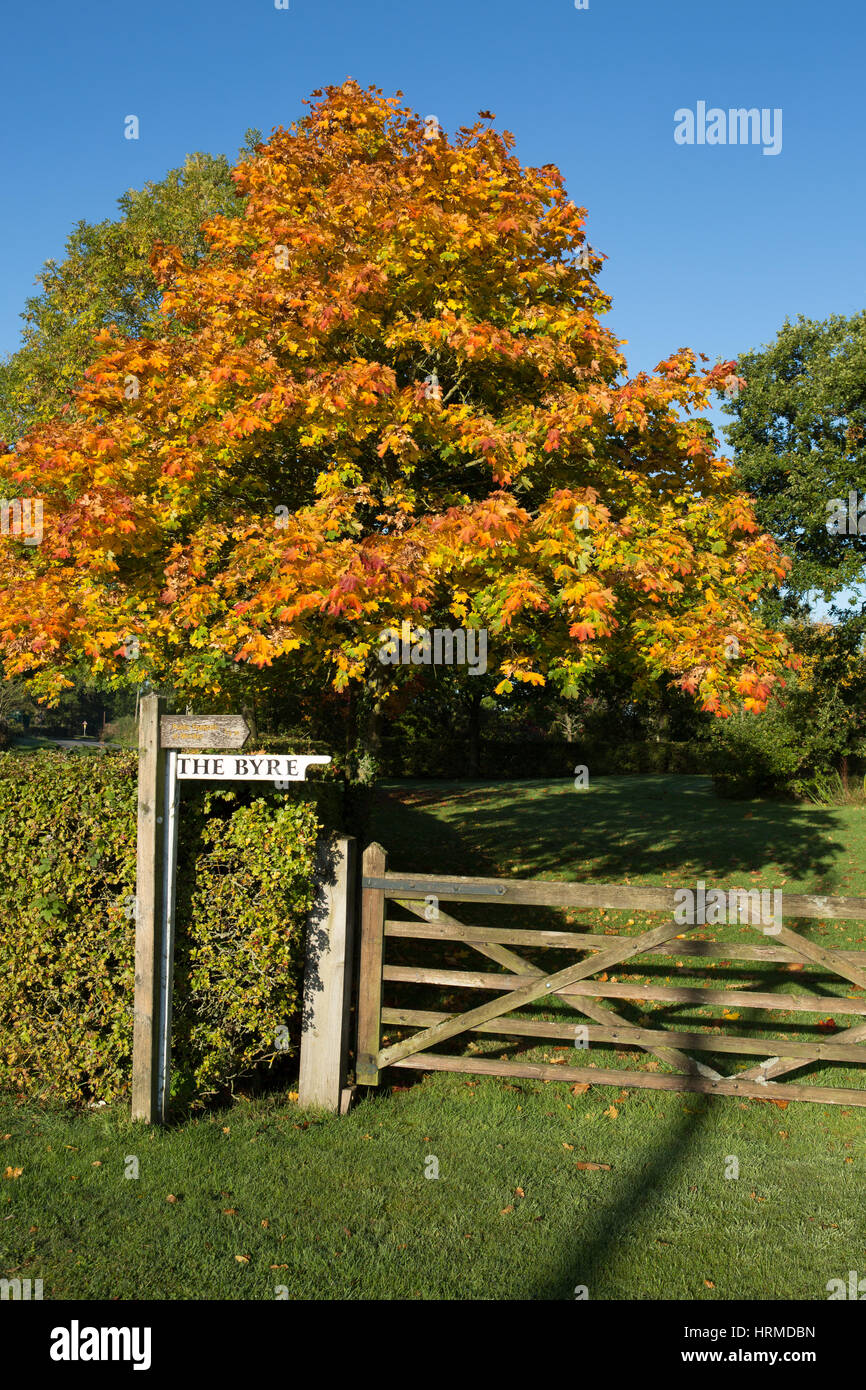 Chestnut tree on public trail on a sunny autumn day, England Stock Photo