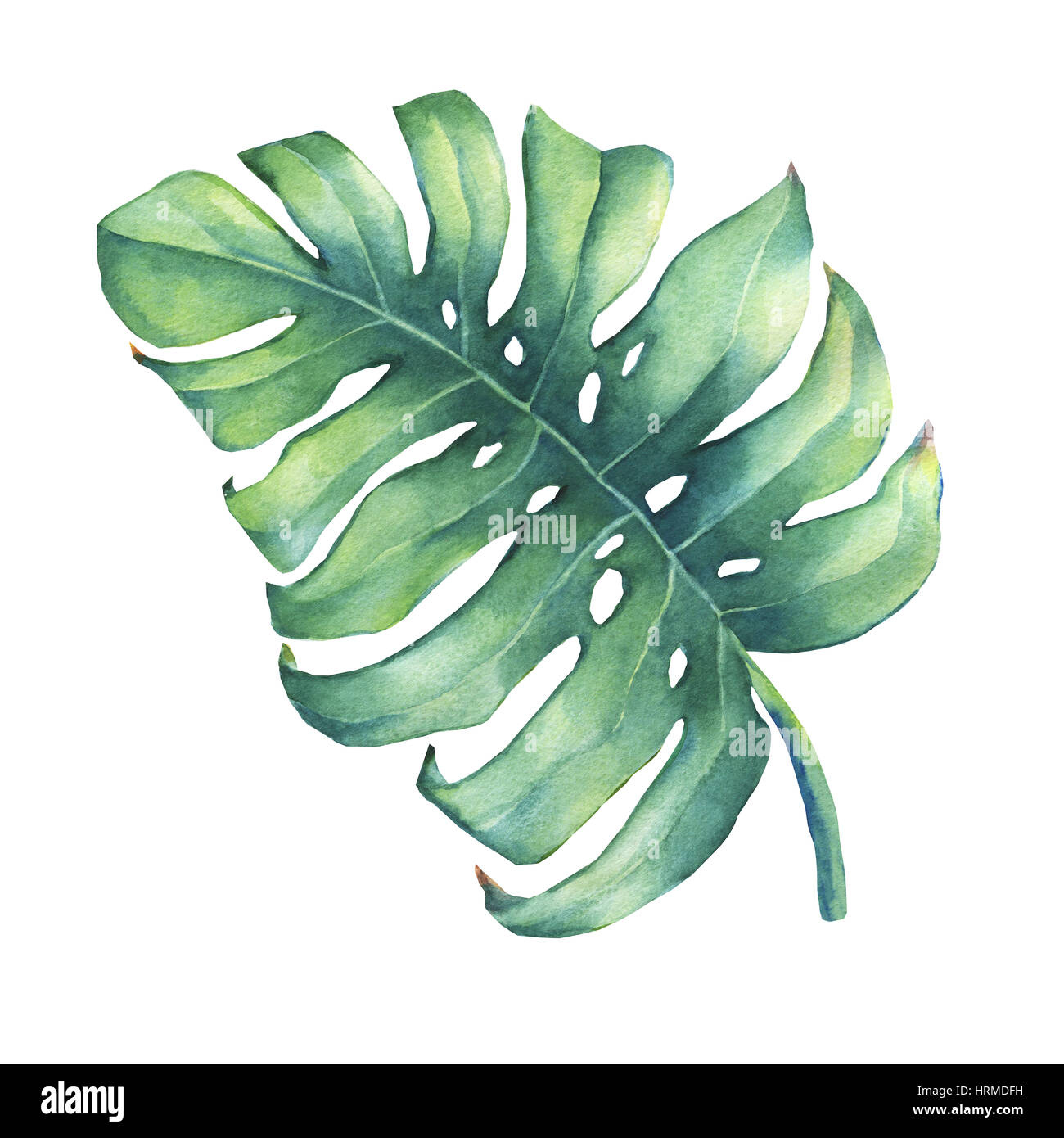 Big tropical green leaf of Monstera plant. Hand drawn watercolor painting. Stock Photo