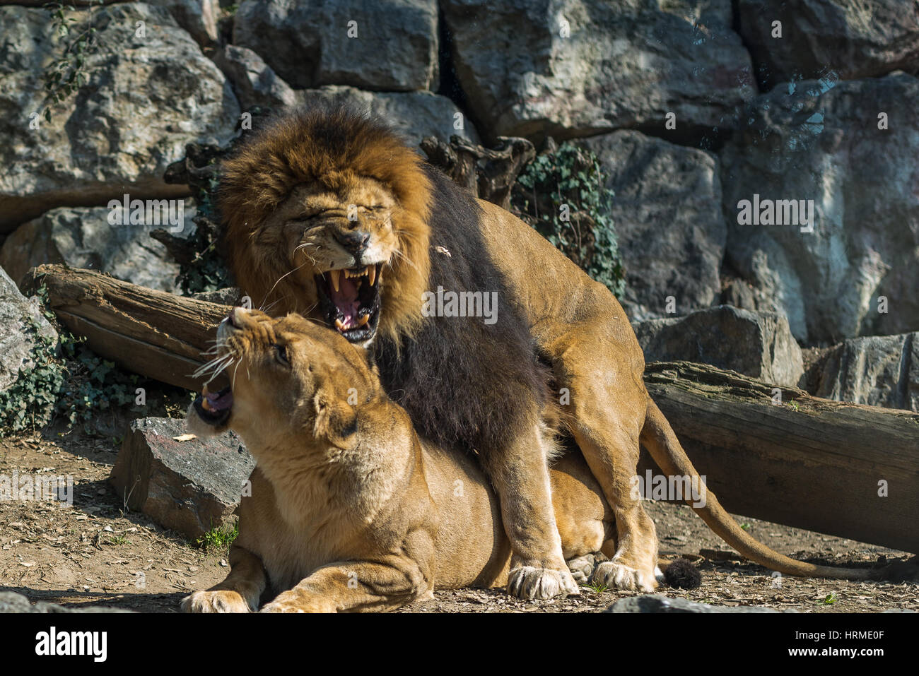 Lion And Lioness Mating High Resolution Stock Photography and Images