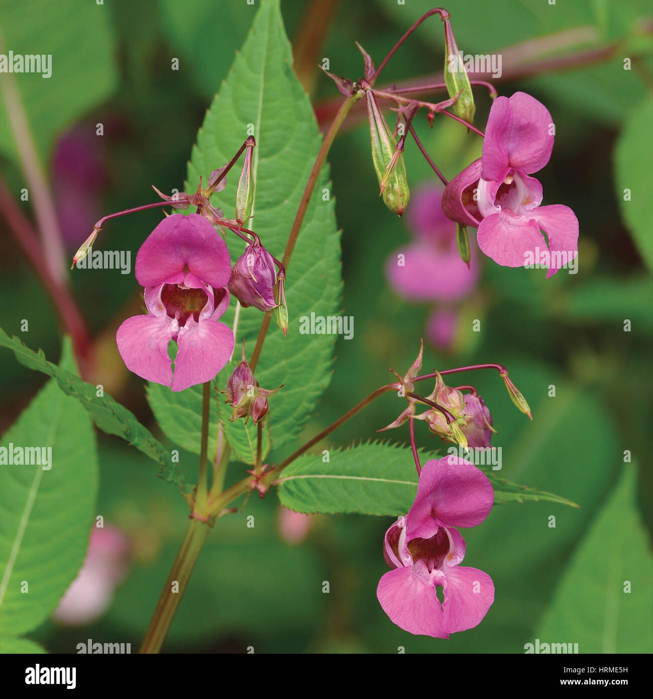 Indian Balsam Himalayan, pink red jewelweed I. Impatiens glandulifera flowers, large detailed vertical decorative Policeman's Helmet flower Bobby Copp Stock Photo