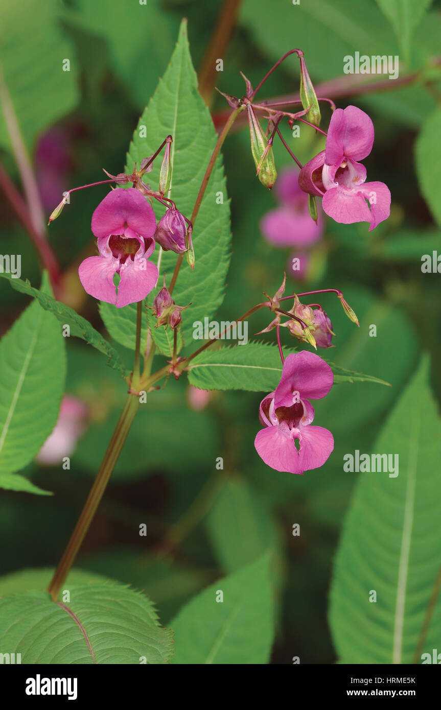 Indian Balsam Himalayan, pink red jewelweed I. Impatiens glandulifera flowers, large detailed vertical decorative Policeman's Helmet flower Bobby Copp Stock Photo
