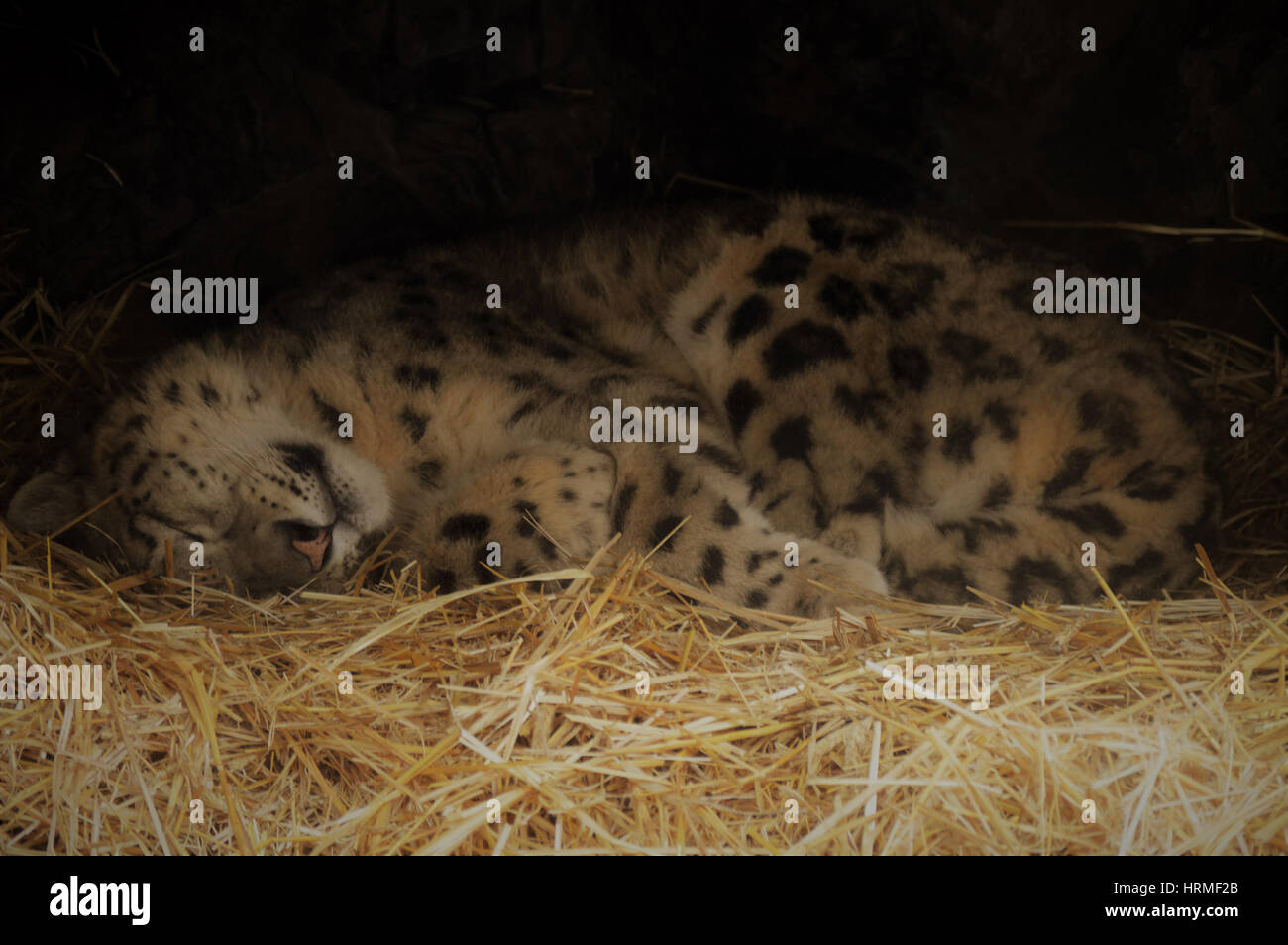 Cowebbed Leopard Tired snow leopard hi-res stock photography and images - Alamy