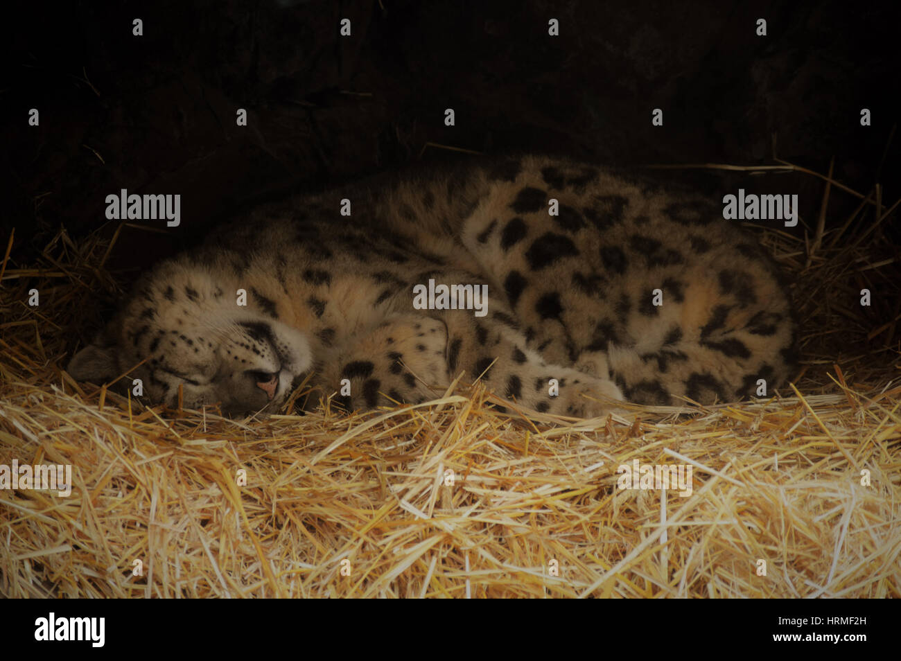 Tired snow leopard hi-res stock photography and images - Alamy