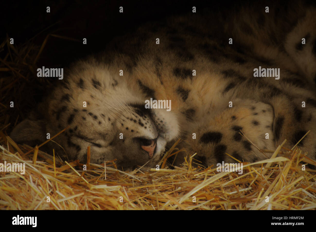Tired snow leopard hi-res stock photography and images - Alamy