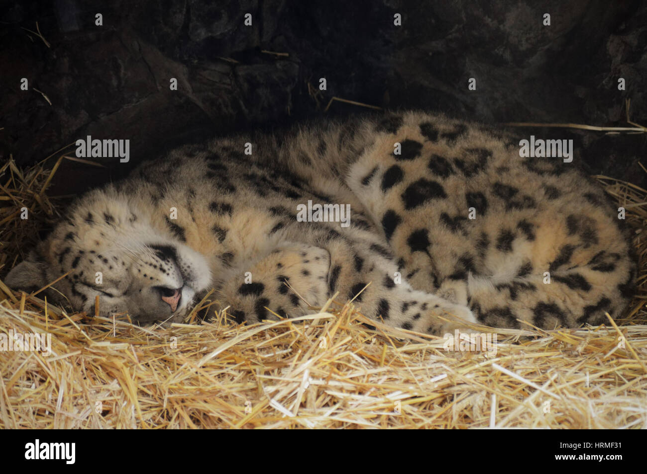 Tired snow leopard hi-res stock photography and images - Alamy