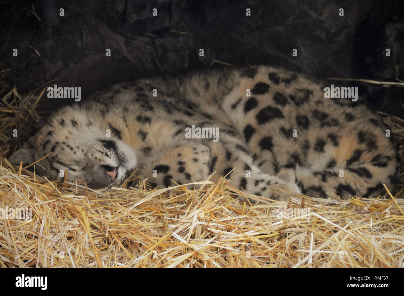 Tired snow leopard hi-res stock photography and images - Alamy