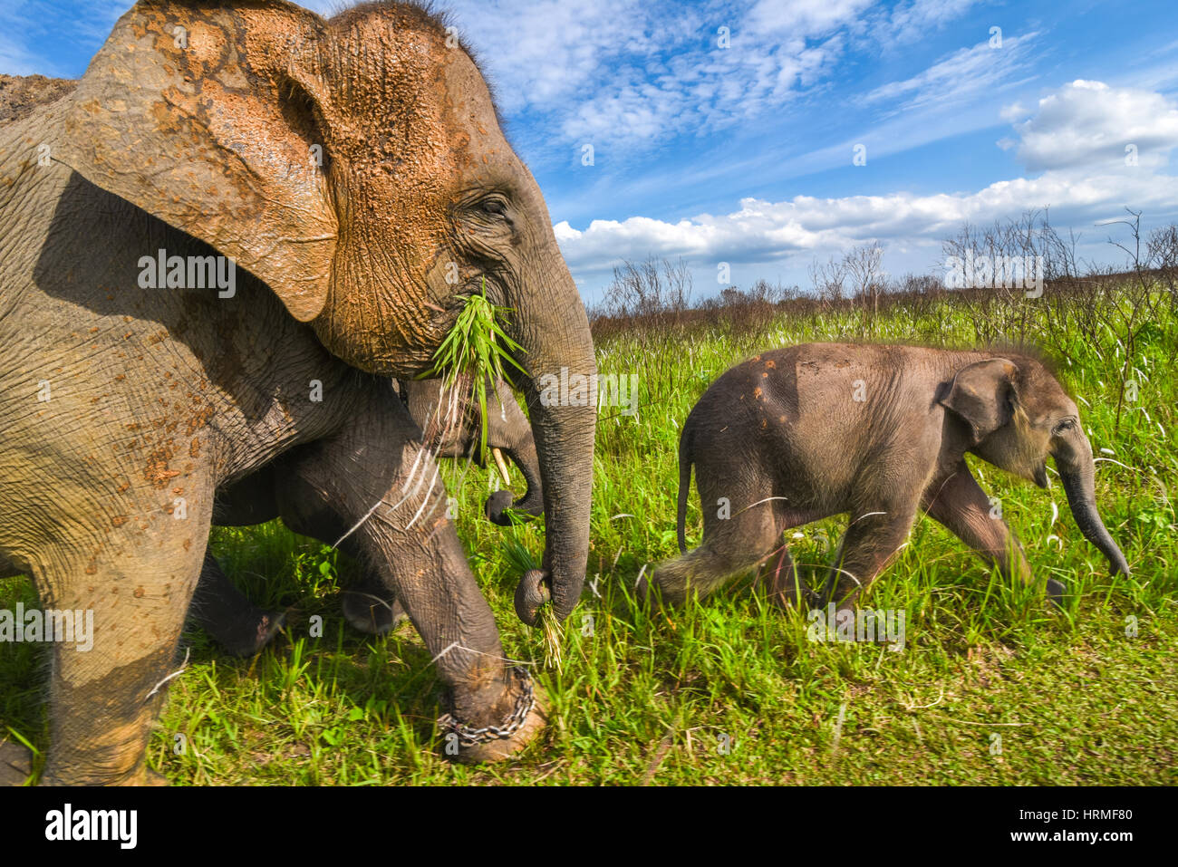 A Sumatran elephant baby walking in front of its herd in the grazing land of Way Kambas National Park, Indonesia. Stock Photo