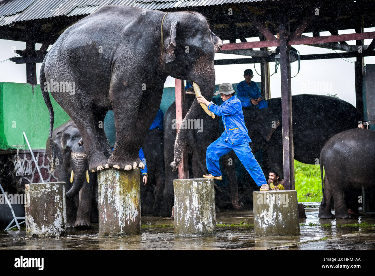 An elephant balances on its legs while the trainer directing. Stock Photo