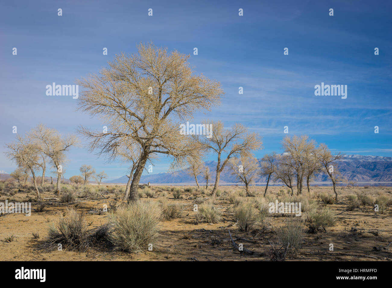 Desert trees stand on grassland in the Eastern Sierra Nevadas of