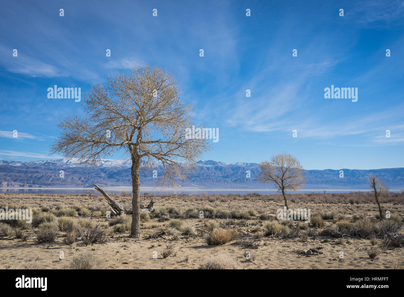 Dying trees stand in California's desert on the eastern side of the