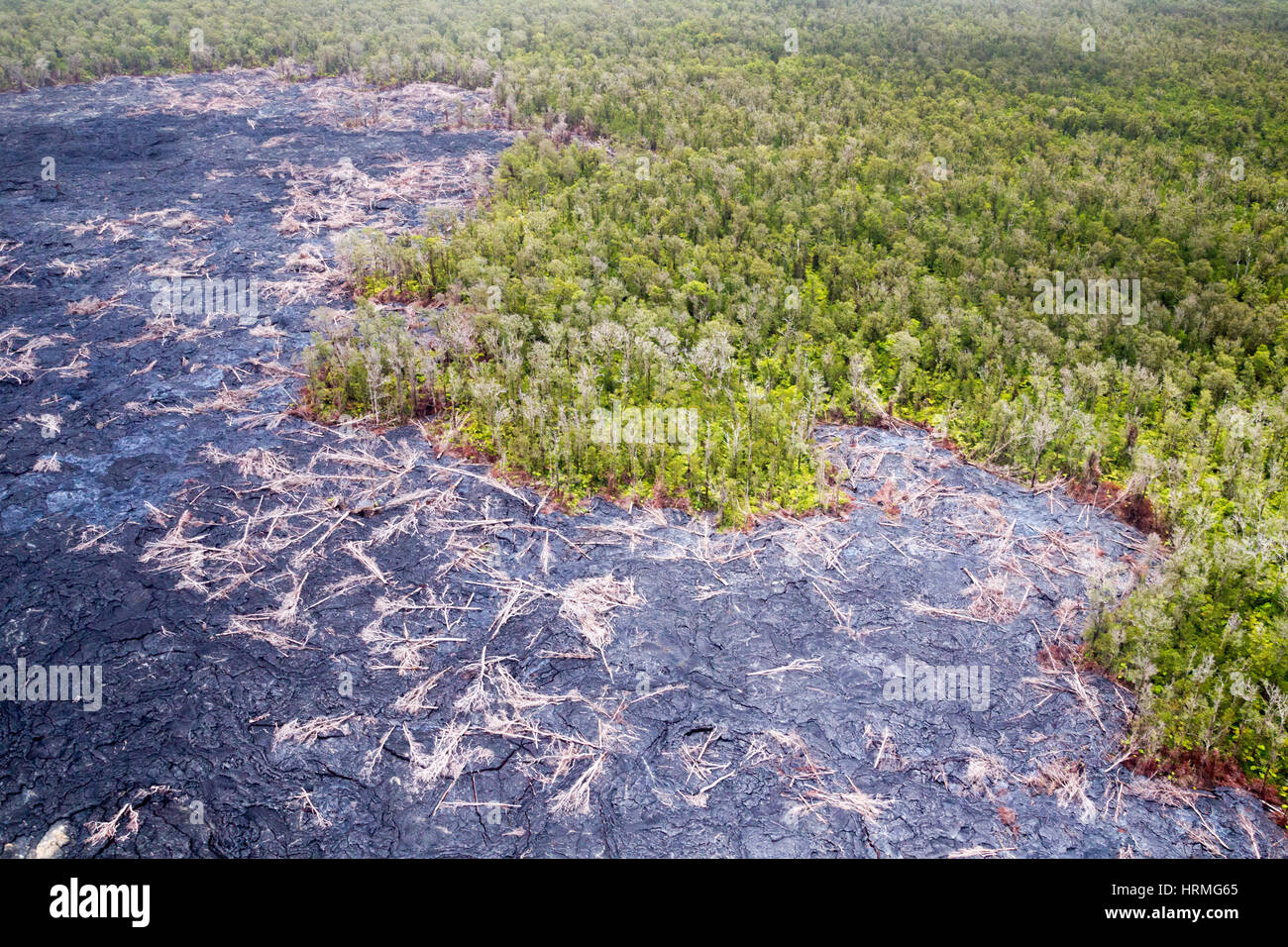 Aerial shot of recently solidified lava flows stopped in the middle of the forest on the active volcano Kilauea on Big Island, Hawaii, USA. Stock Photo