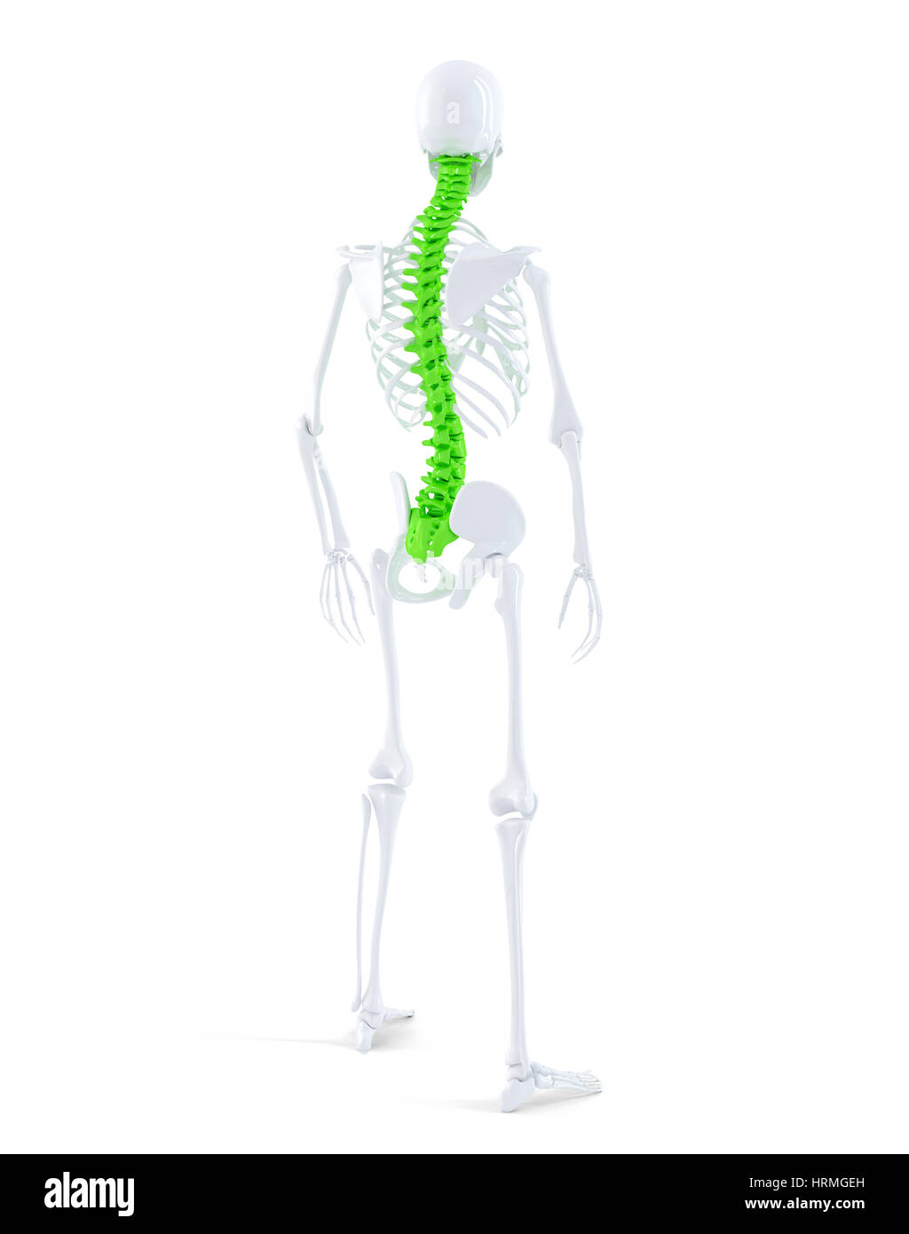 Human skeleton with highlited spine. Isolated. Contains clippin path Stock Photo