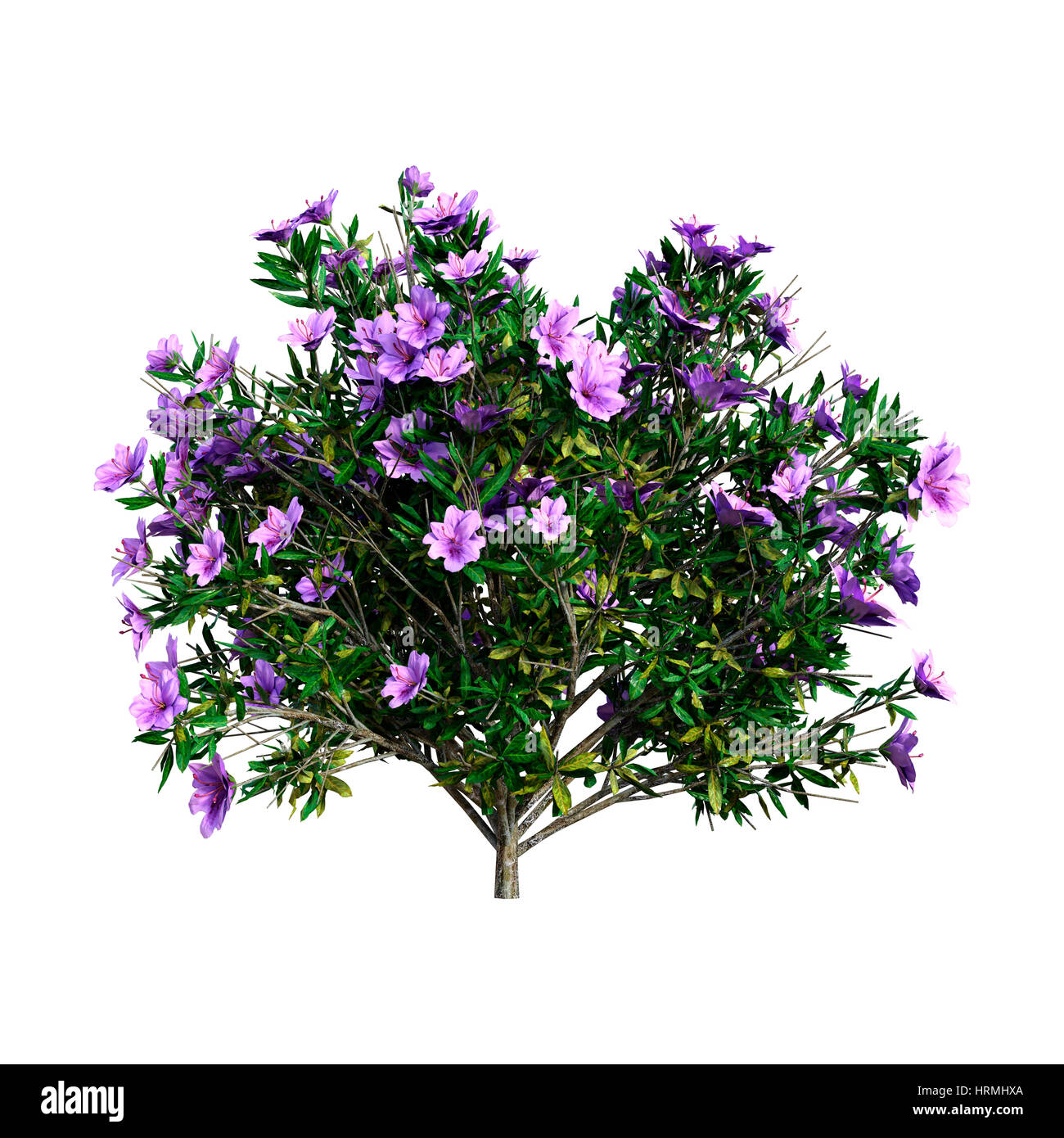 weißbunte stechpalme Weißbunte Stechpalme 'Argentea Marginata' main image 1
