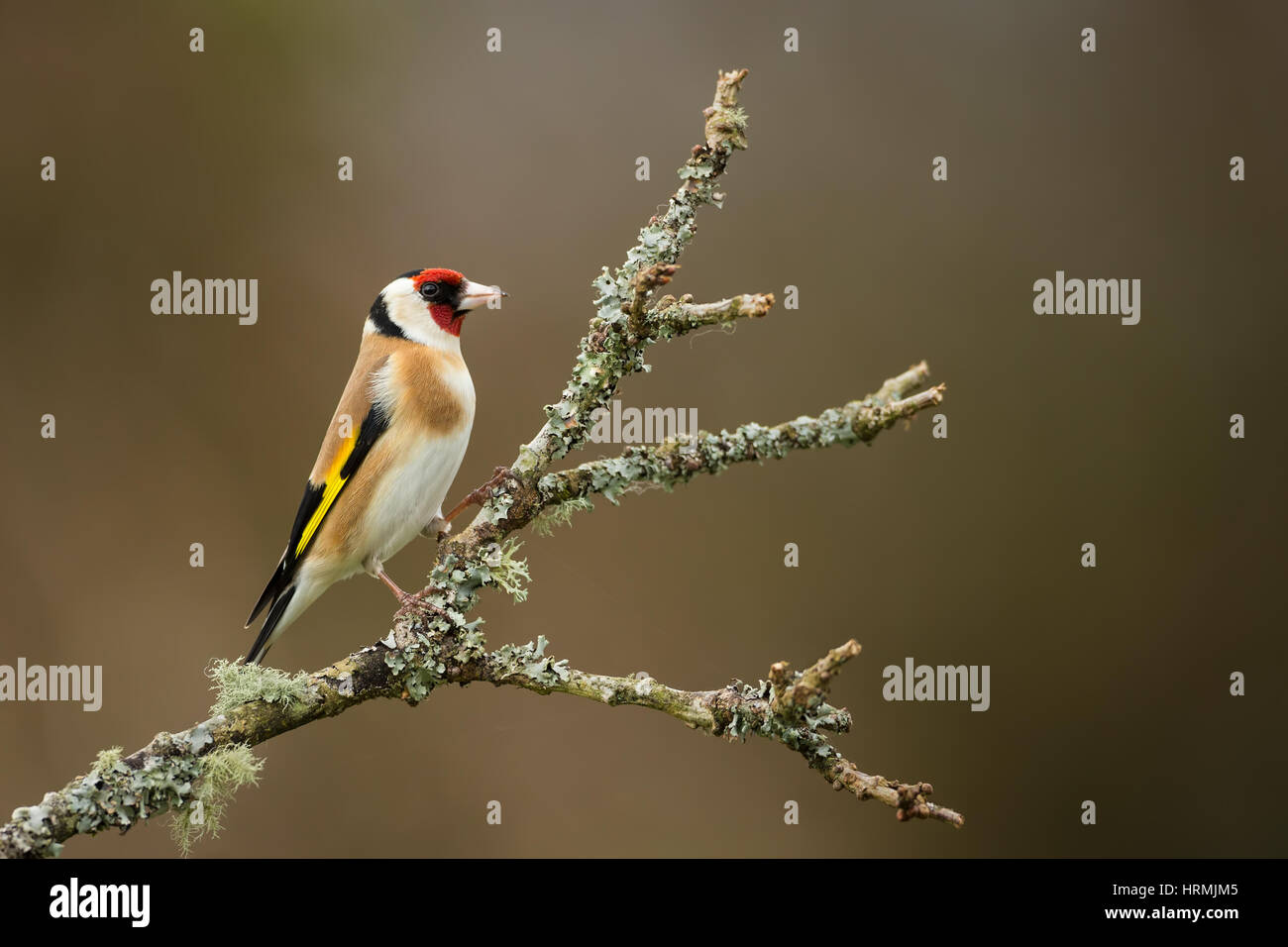 A Goldfinch, Carduelis carduelis, on the left perched on a lichen covered branch looking right with a blurred background Stock Photo