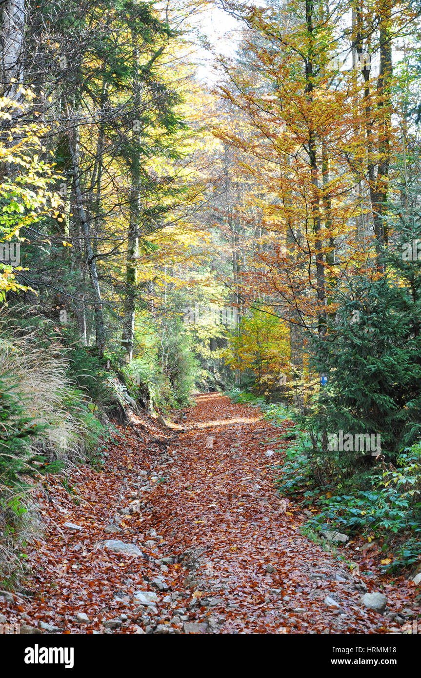 Autumn fall foliage - beautiful forest at autumn Stock Photo - Alamy