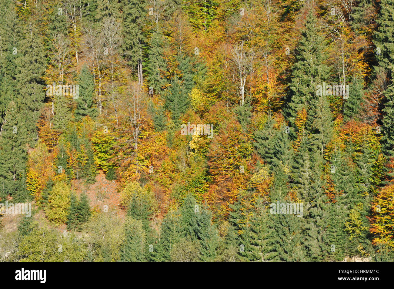 Autumn fall foliage - beautiful forest at autumn Stock Photo - Alamy