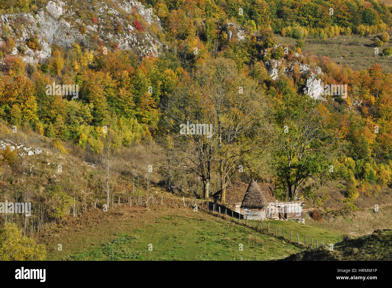 Autumn fall foliage - beautiful forest at autumn Stock Photo - Alamy