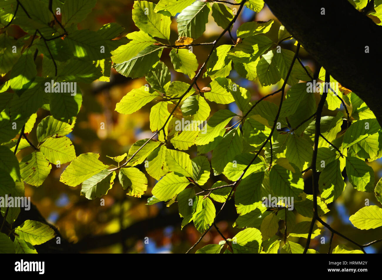 Autumn fall foliage - beautiful forest at autumn Stock Photo - Alamy