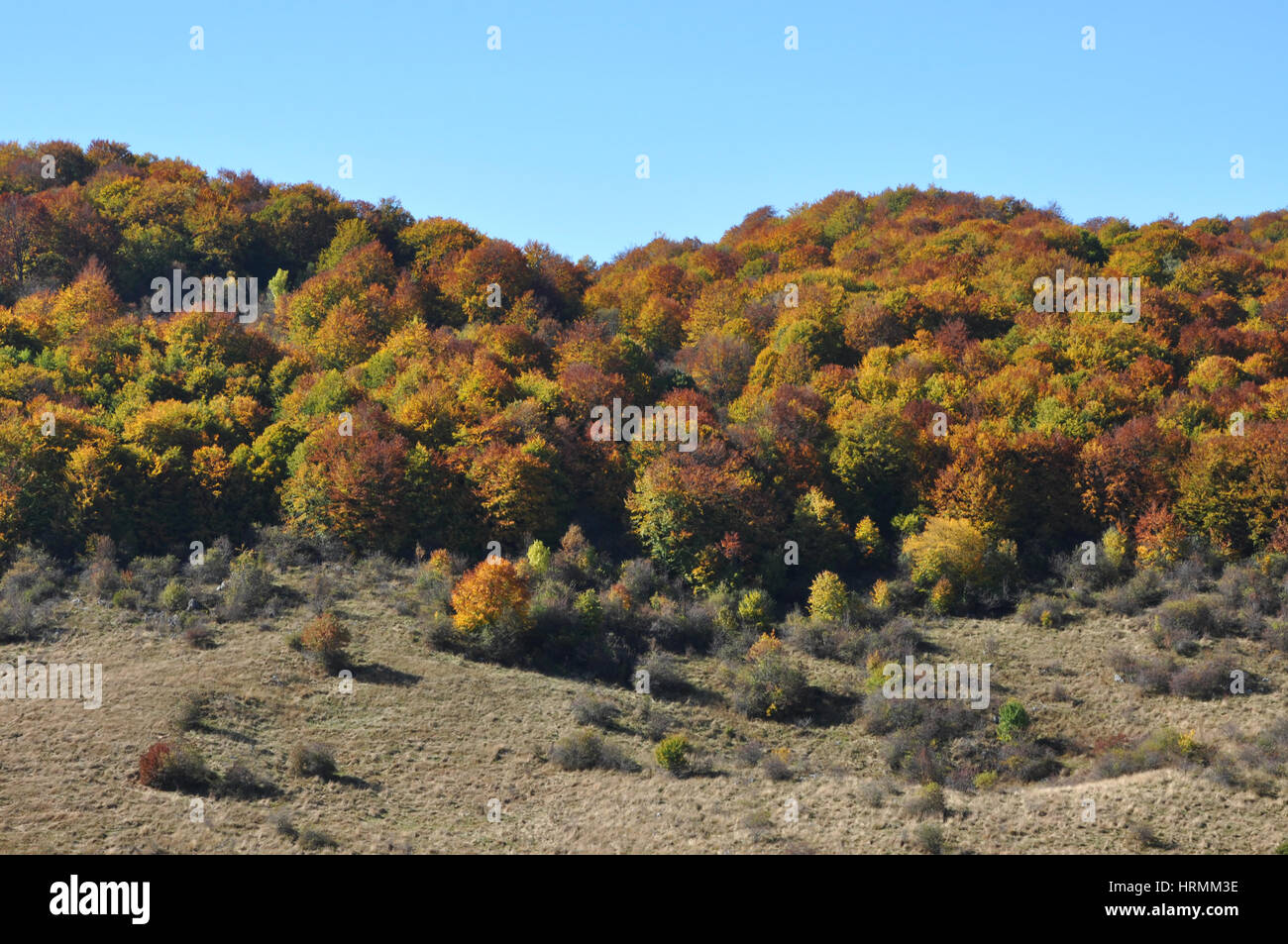 Autumn fall foliage - beautiful forest at autumn Stock Photo - Alamy
