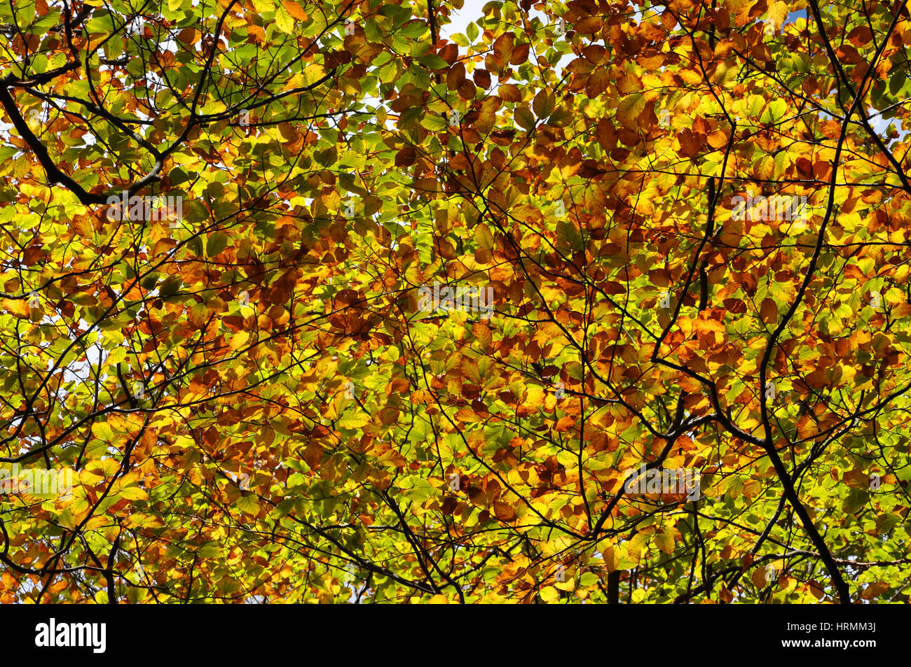 Autumn fall foliage - beautiful forest at autumn Stock Photo - Alamy