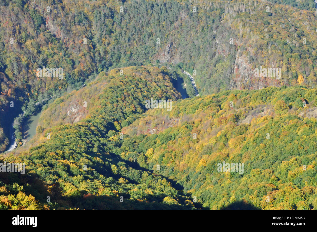 Autumn fall foliage - beautiful forest at autumn Stock Photo - Alamy