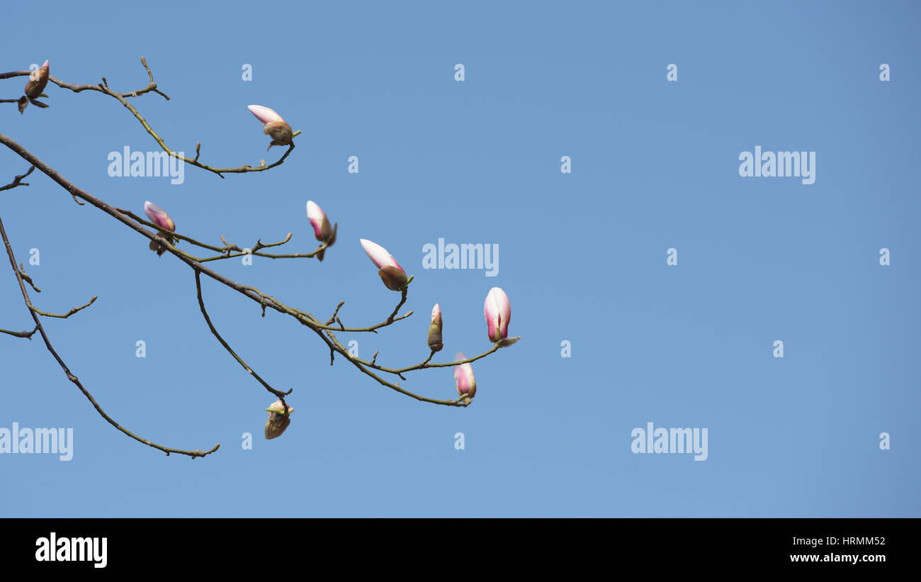 Beautiful Magnolia flowers buds in early spring of China Stock Photo ...