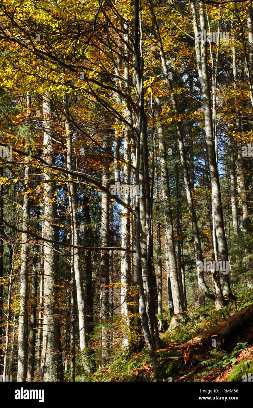 Autumn fall foliage - beautiful forest at autumn Stock Photo - Alamy