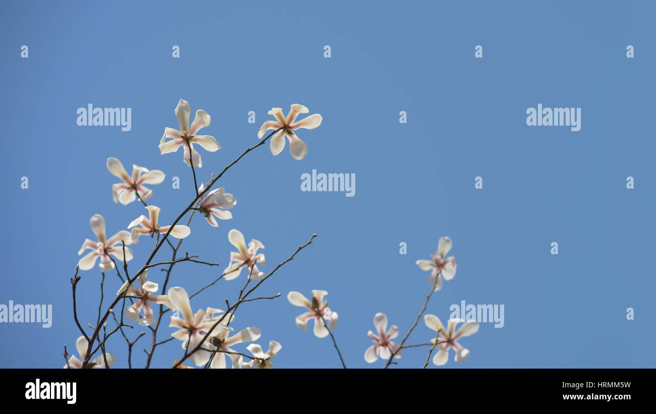 Beautiful Magnolia flowers in early spring of China Stock Photo - Alamy