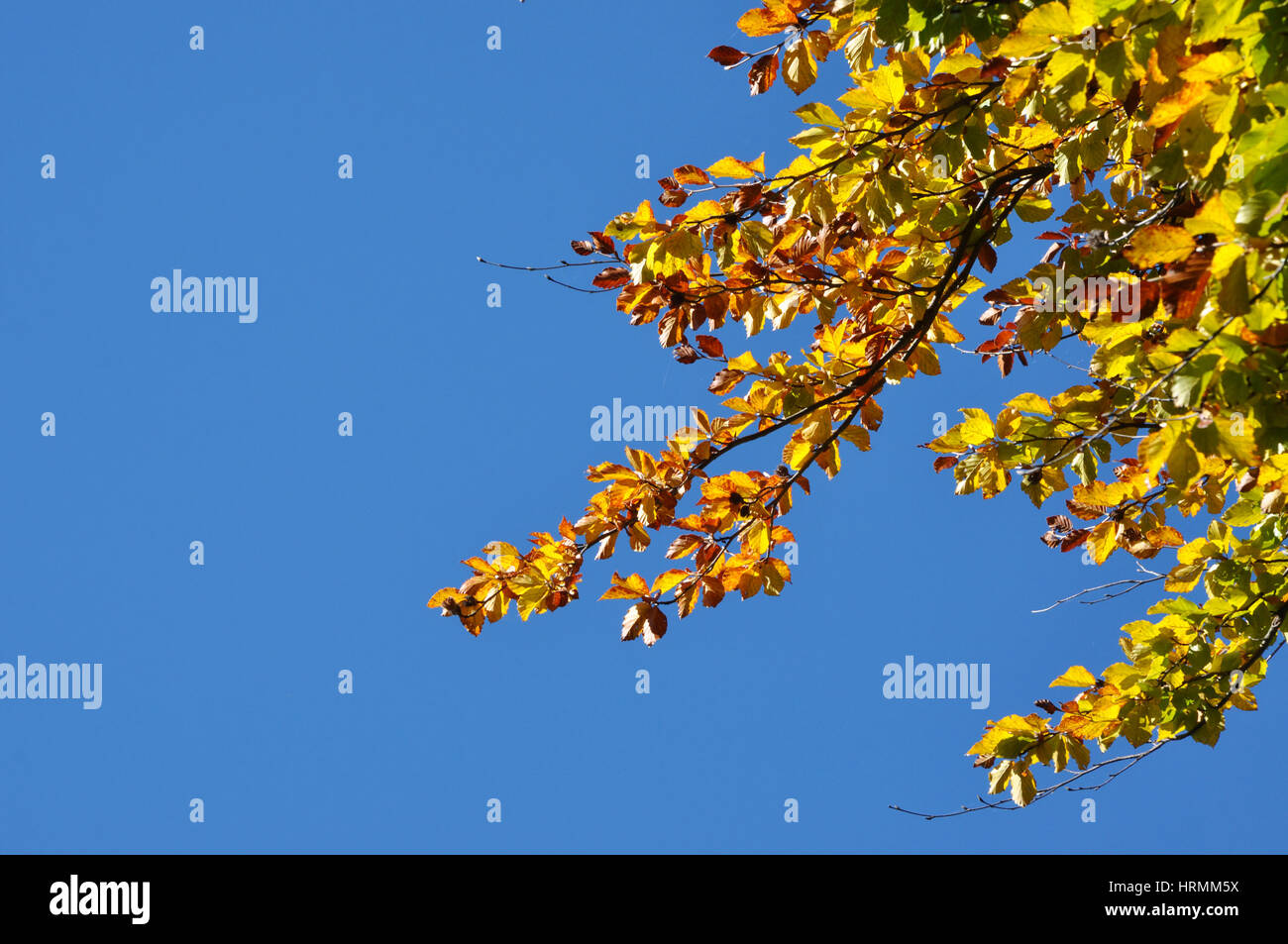 Autumn fall foliage - beautiful forest at autumn Stock Photo - Alamy