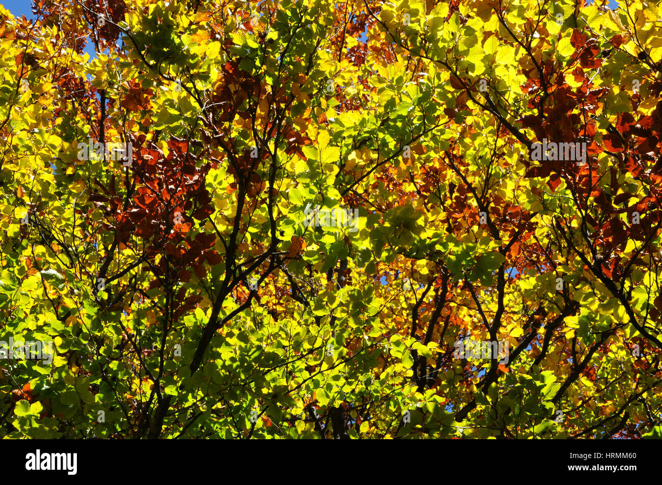 Autumn fall foliage - beautiful forest at autumn Stock Photo - Alamy