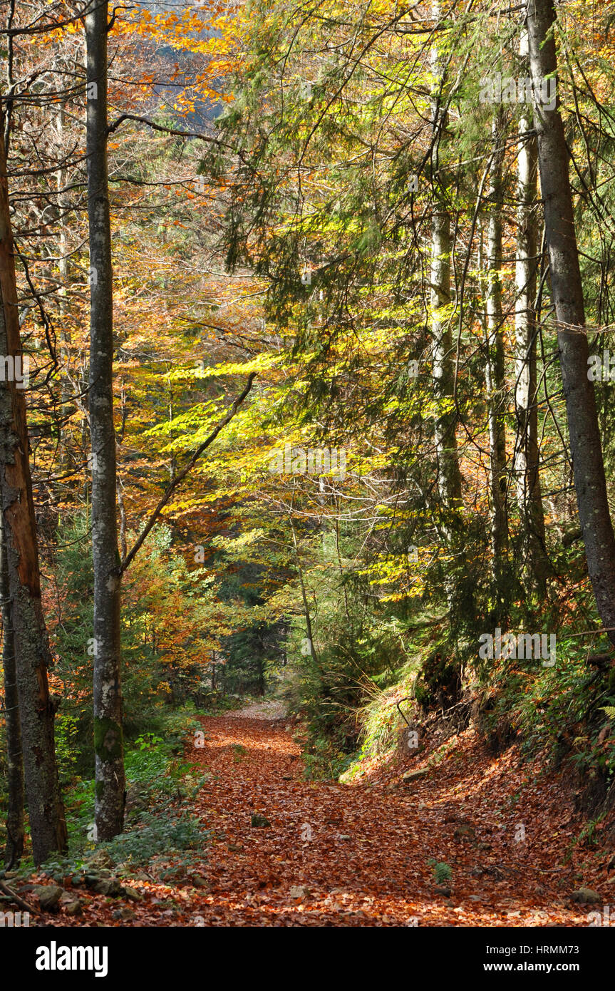 Autumn fall foliage - beautiful forest at autumn Stock Photo - Alamy