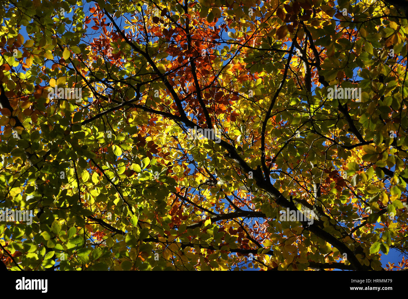 Autumn fall foliage - beautiful forest at autumn Stock Photo - Alamy