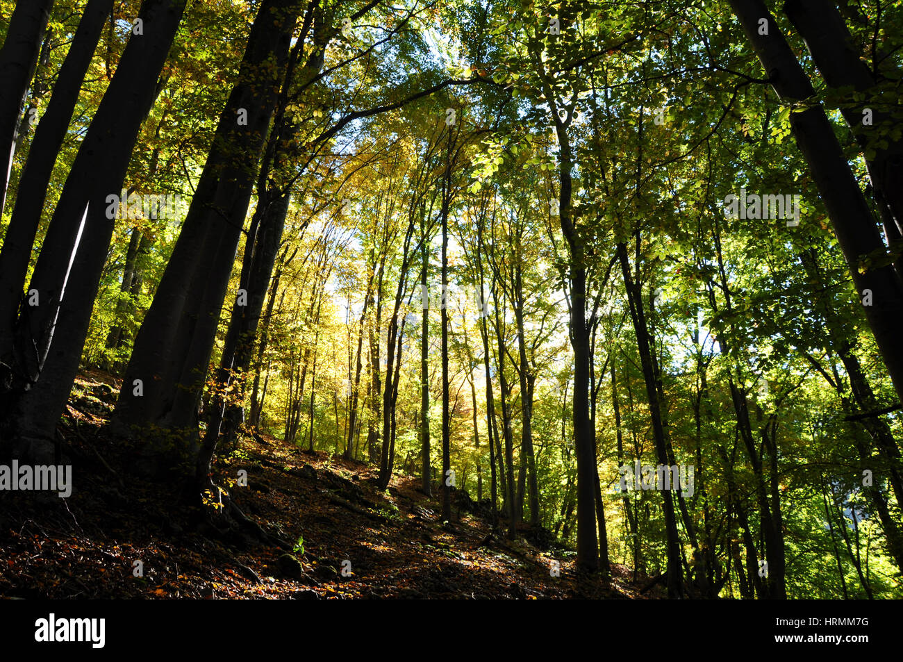 Autumn fall foliage - beautiful forest at autumn Stock Photo - Alamy