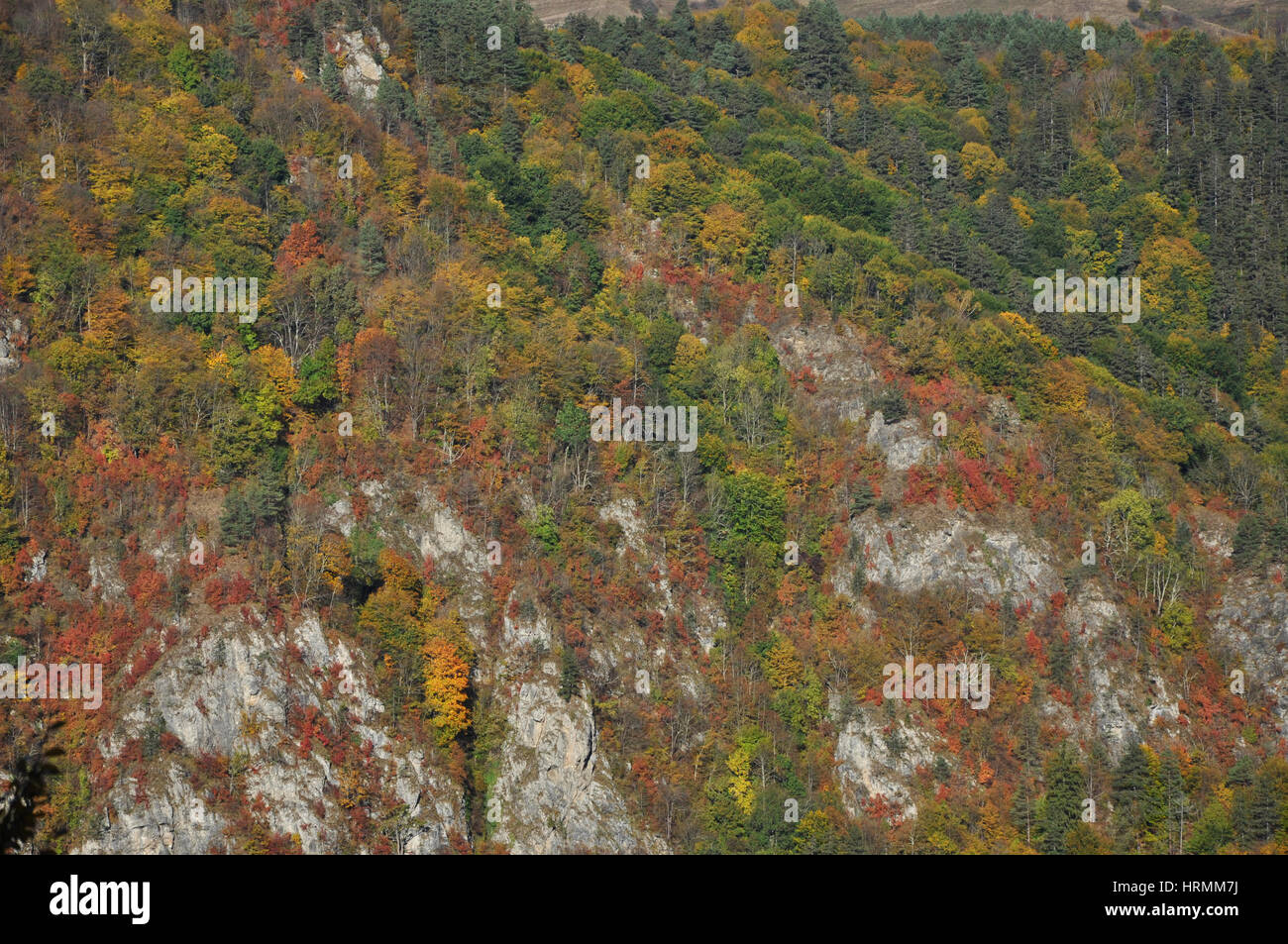 Autumn fall foliage - beautiful forest at autumn Stock Photo - Alamy