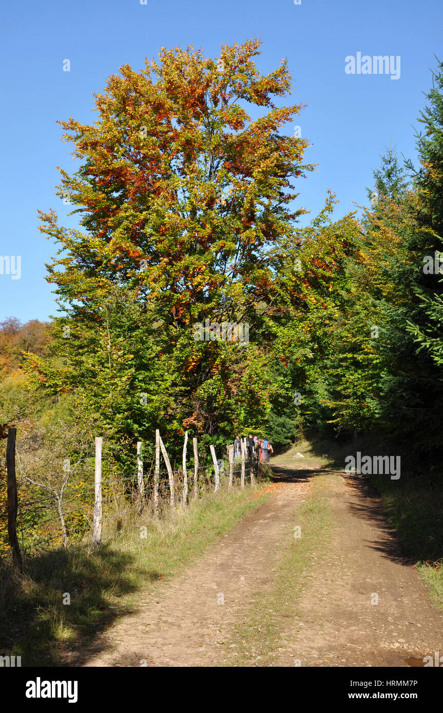 Autumn fall foliage - beautiful forest at autumn Stock Photo - Alamy