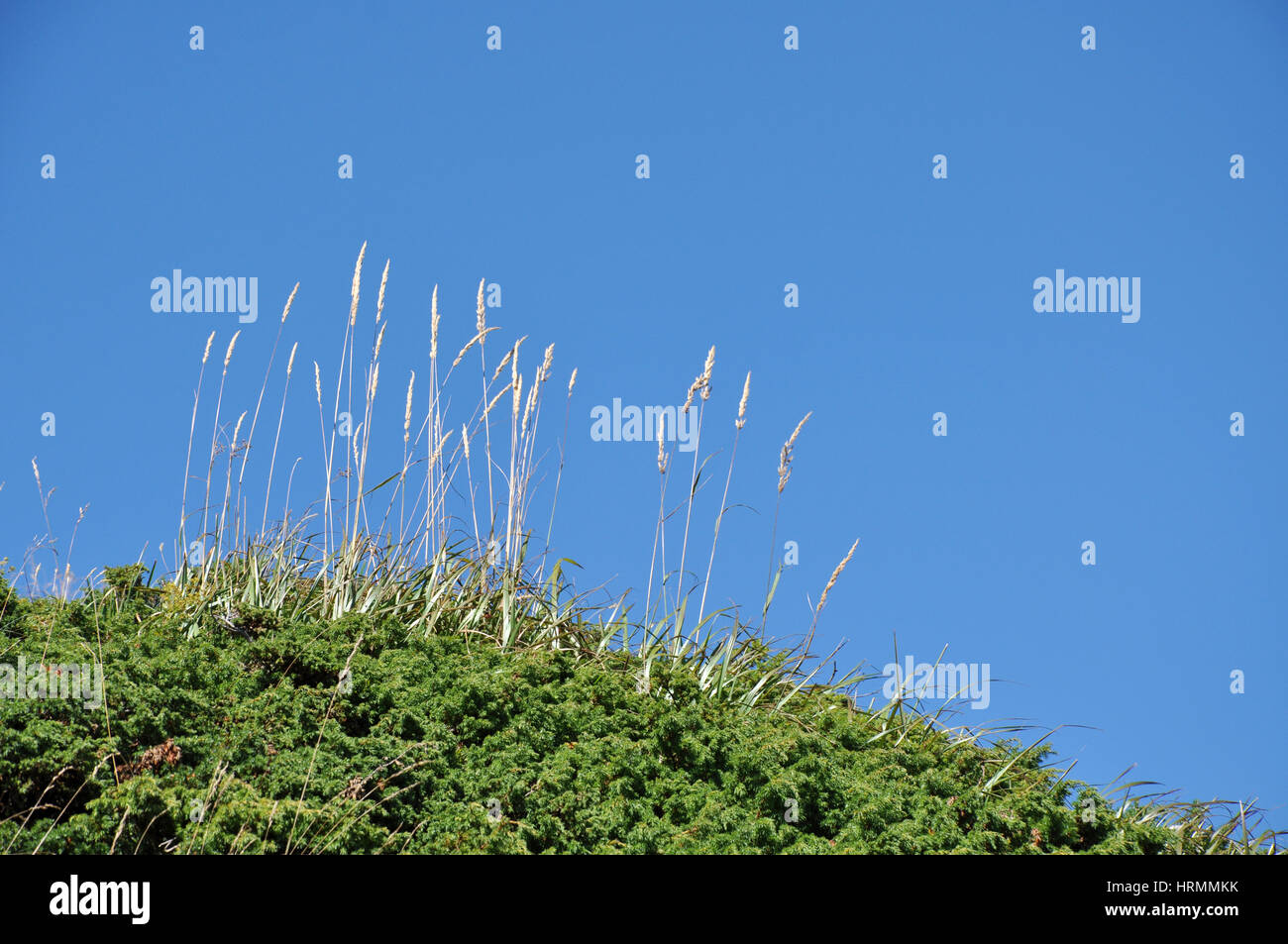 Summer plant against blue sky Stock Photo