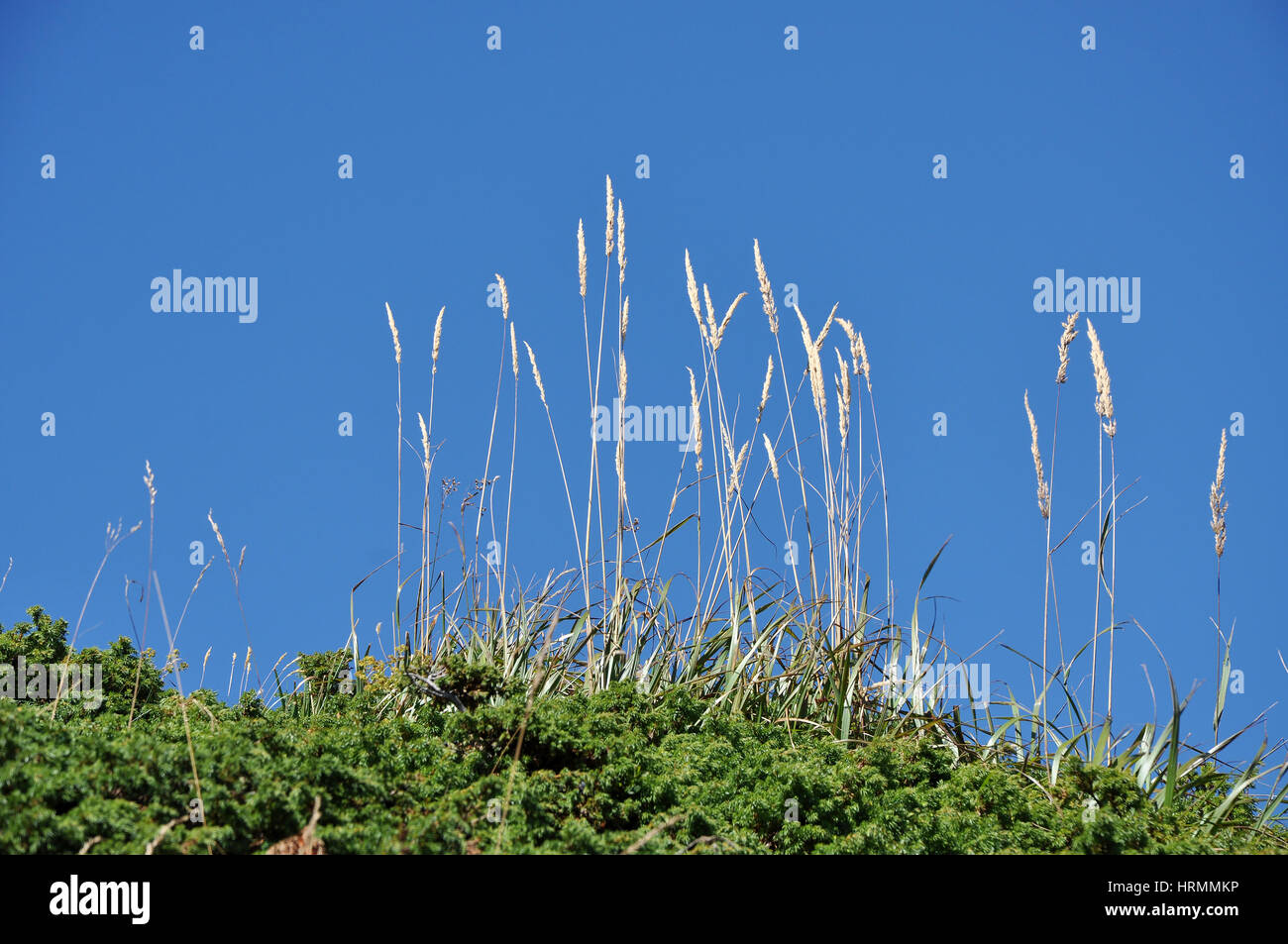 Summer plant against blue sky Stock Photo