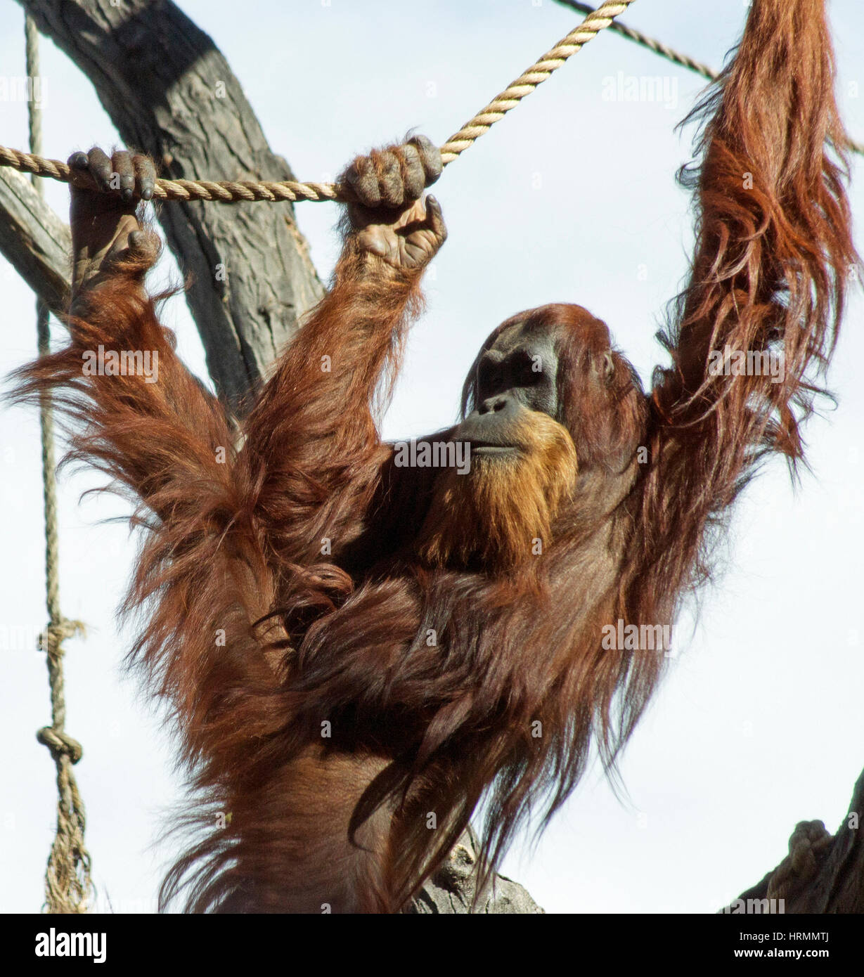 Orangutan white background hi-res stock photography and