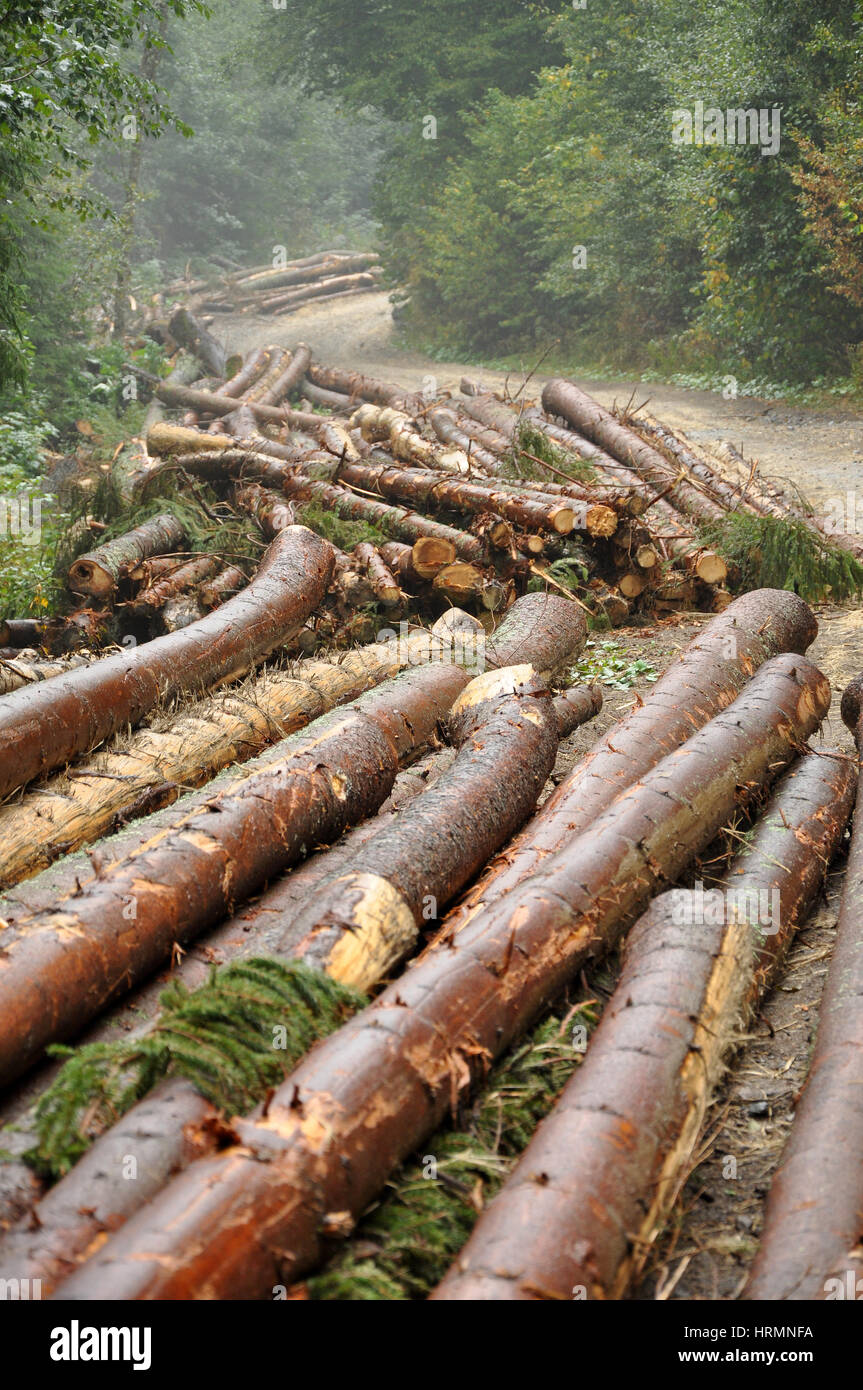 Log stacks along the forest road Stock Photo - Alamy